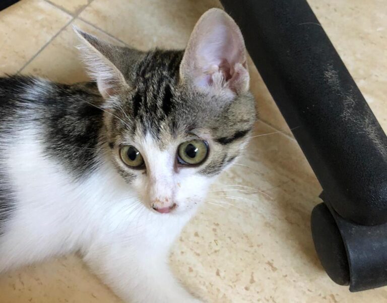 multimedia-foto65081-788-1