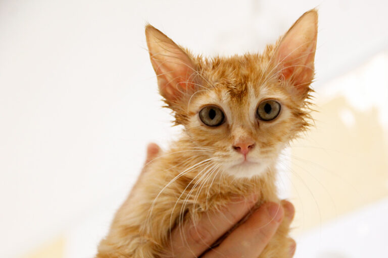 multimedia-foto65083-895-1