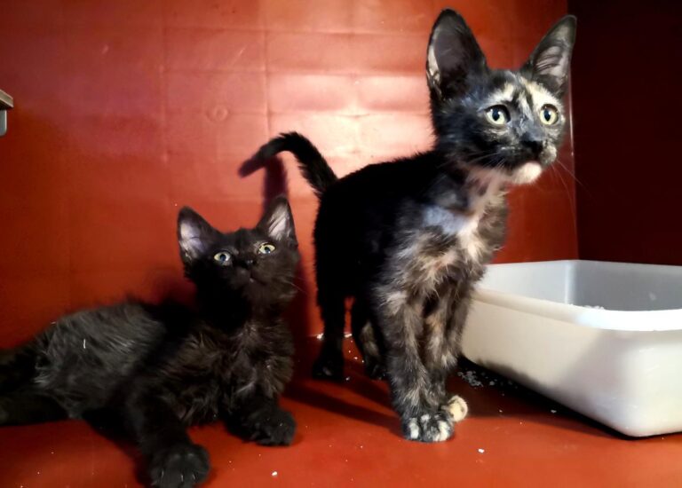 multimedia-foto65294-170-1