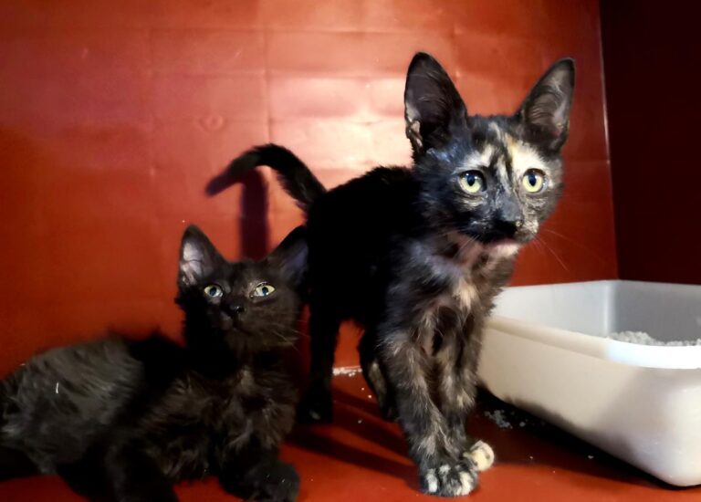 multimedia-foto65295-170-1