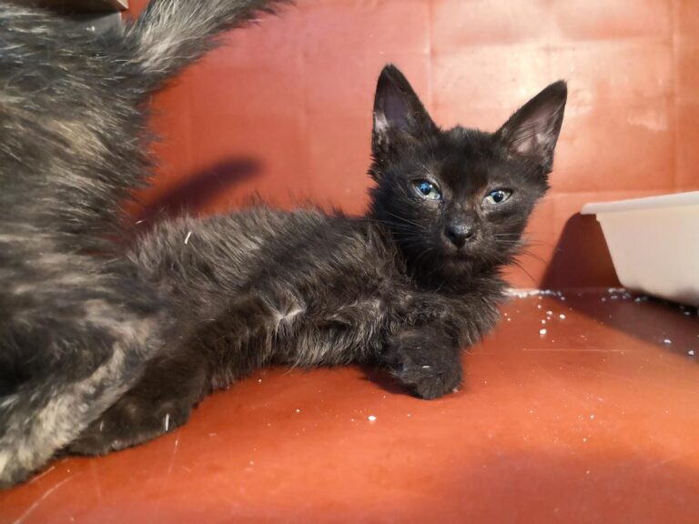 multimedia-foto65296-171-1