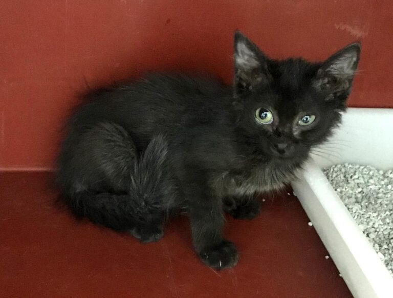 multimedia-foto65297-171-1