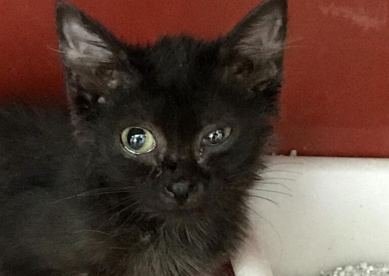 multimedia-foto65298-172-1