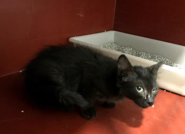 multimedia-foto65300-173-1