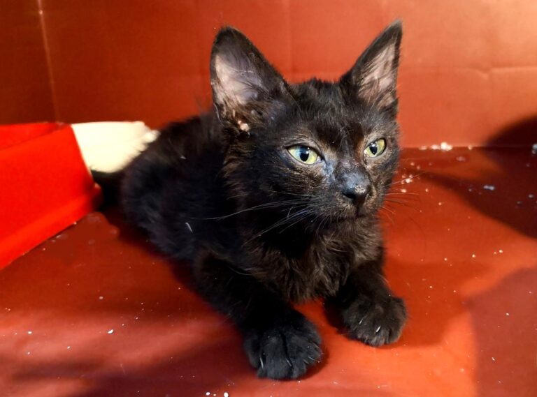 multimedia-foto65301-174-1