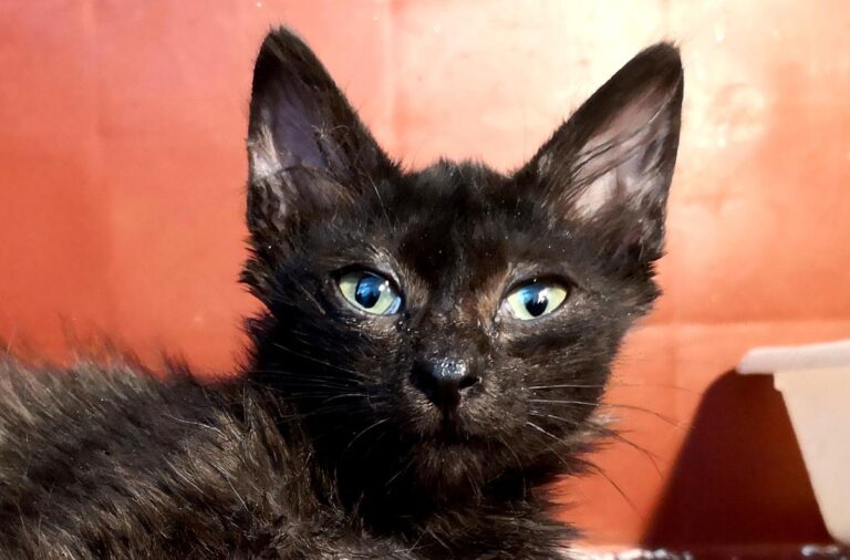 multimedia-foto65302-174-1