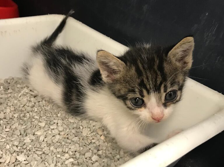 multimedia-foto65304-311-1