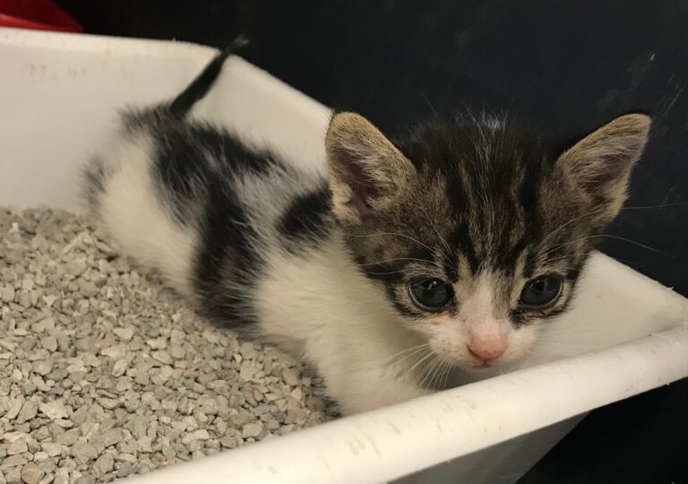 multimedia-foto65305-311-1