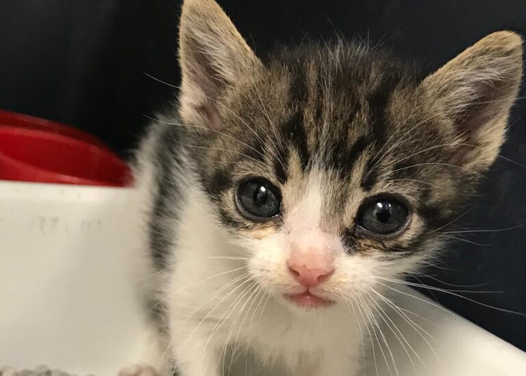 multimedia-foto65306-312-1