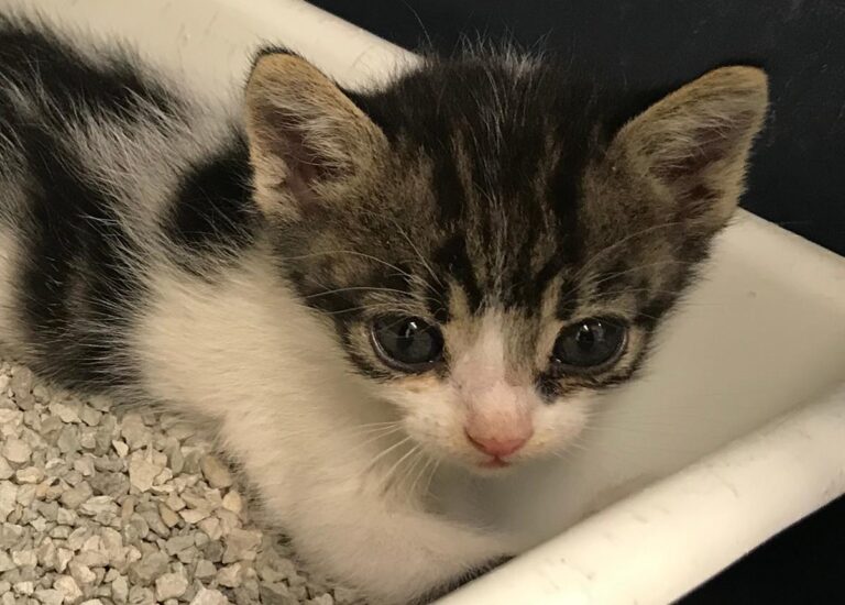 multimedia-foto65307-312-1