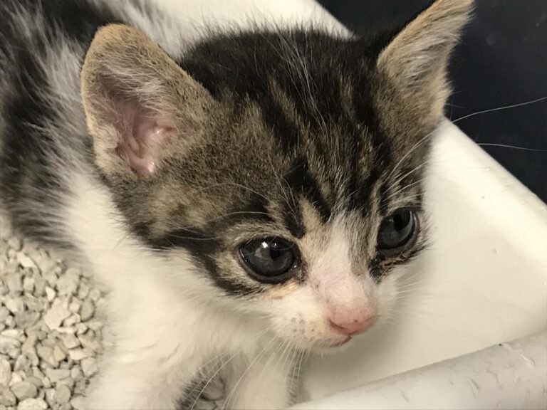 multimedia-foto65308-313-1