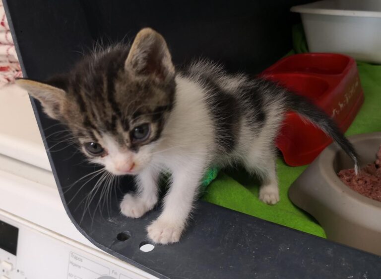 multimedia-foto65309-313-1