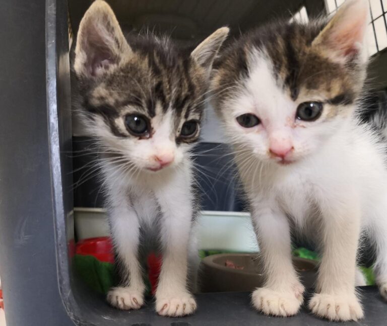 multimedia-foto65310-314-1