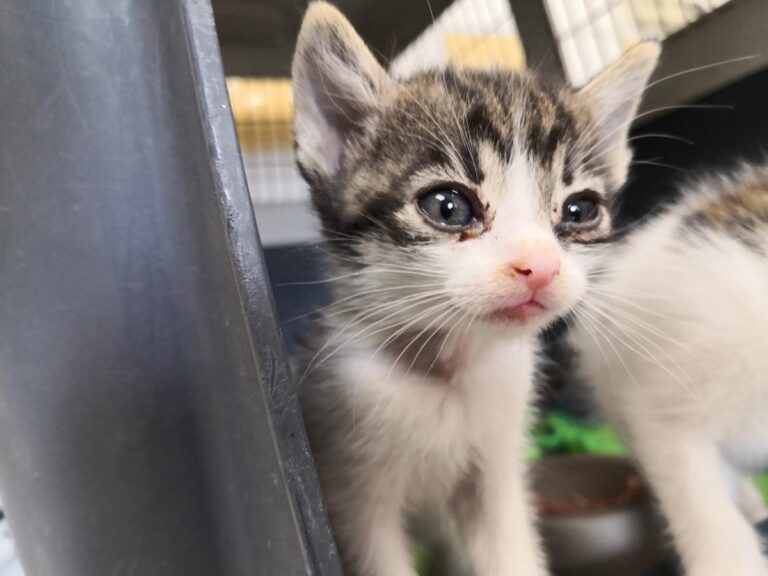 multimedia-foto65311-314-1