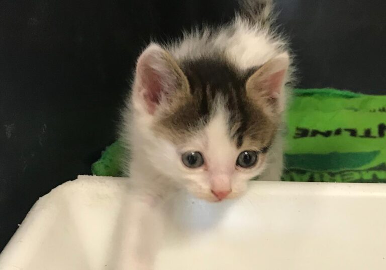 multimedia-foto65312-398-1