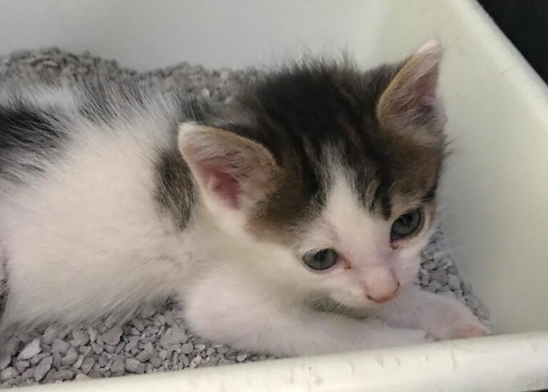 multimedia-foto65314-399-1