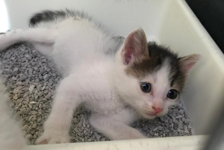 multimedia-foto65315-399-1