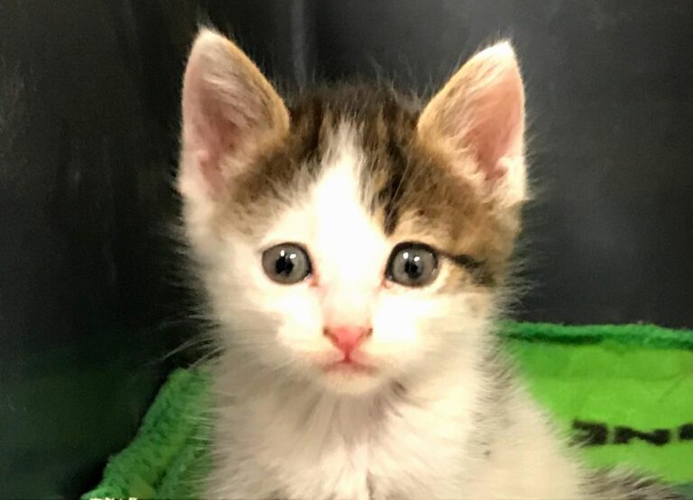 multimedia-foto65316-400-1