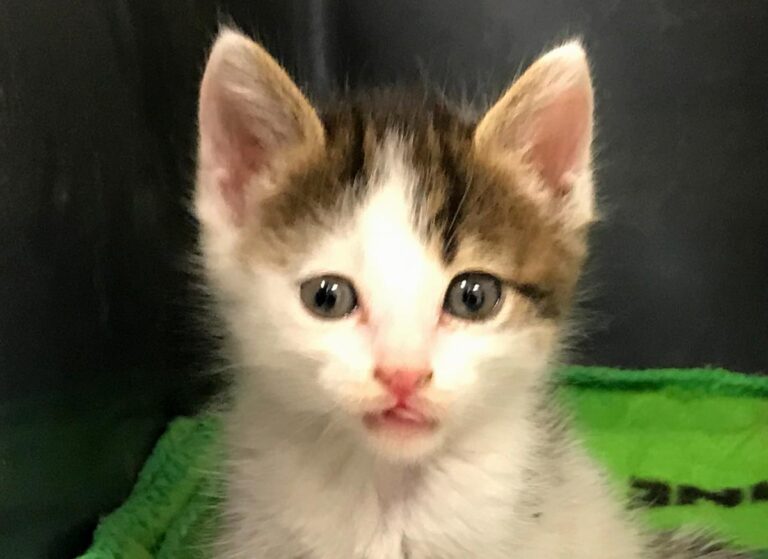 multimedia-foto65317-400-1