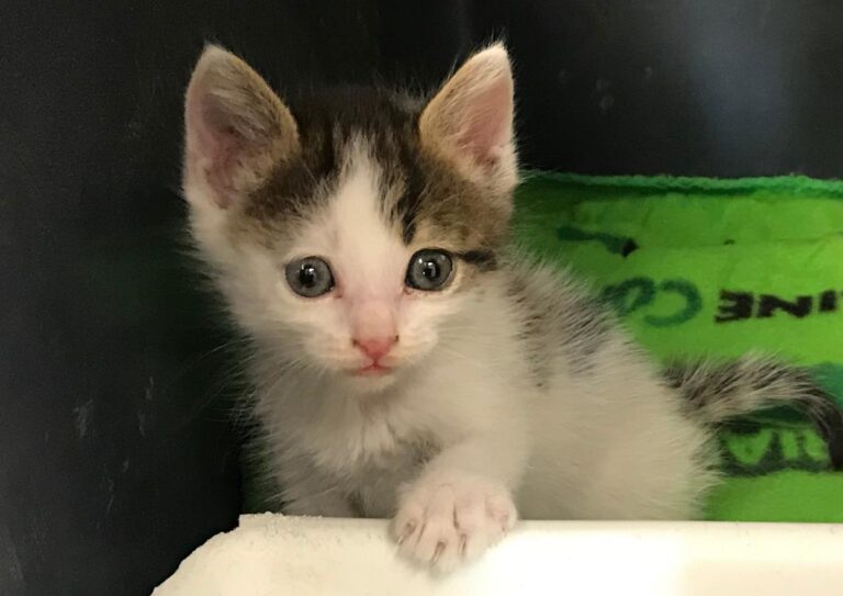 multimedia-foto65318-400-1