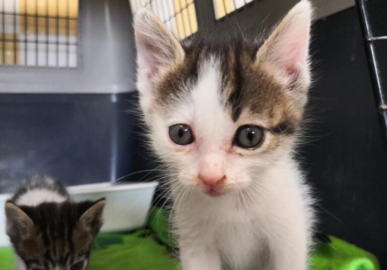 multimedia-foto65319-401-1