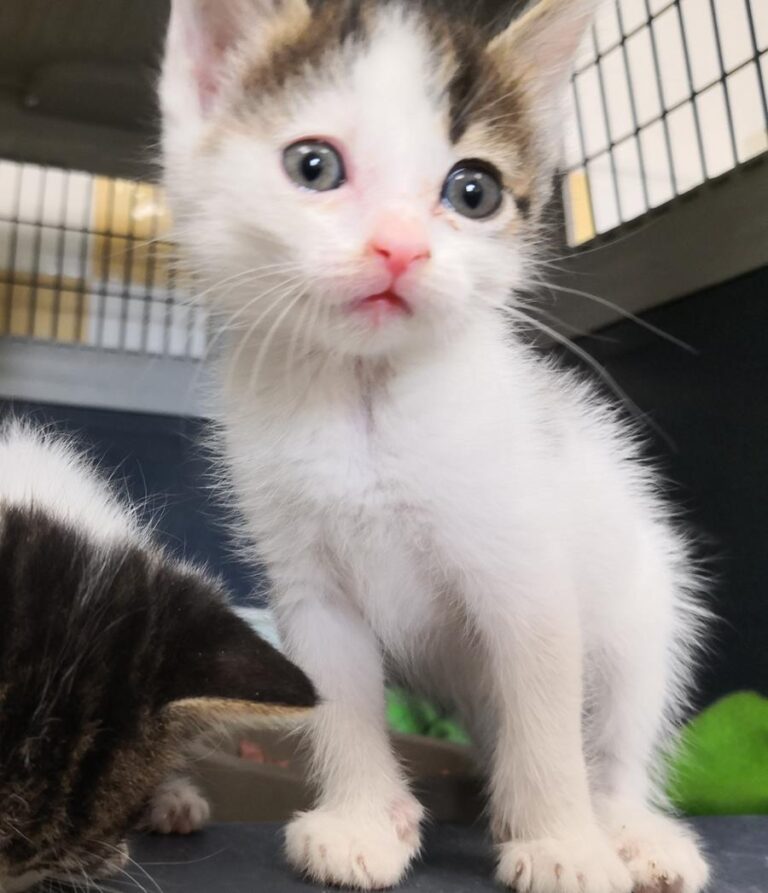 multimedia-foto65320-401-1