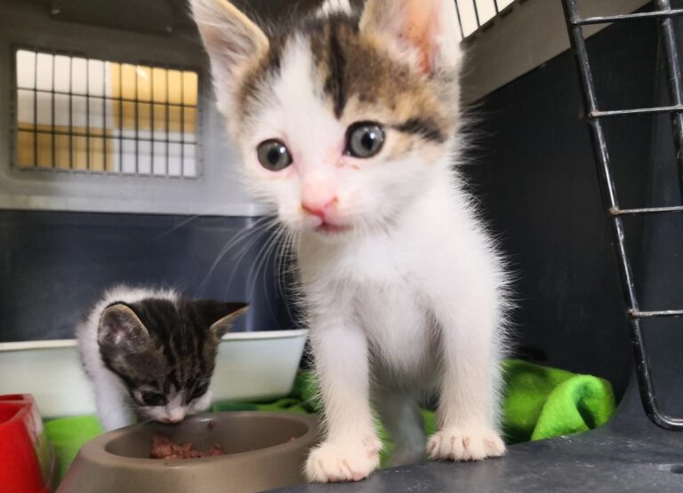 multimedia-foto65322-402-1