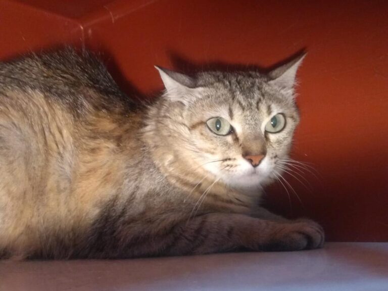 multimedia-foto65327-850-1