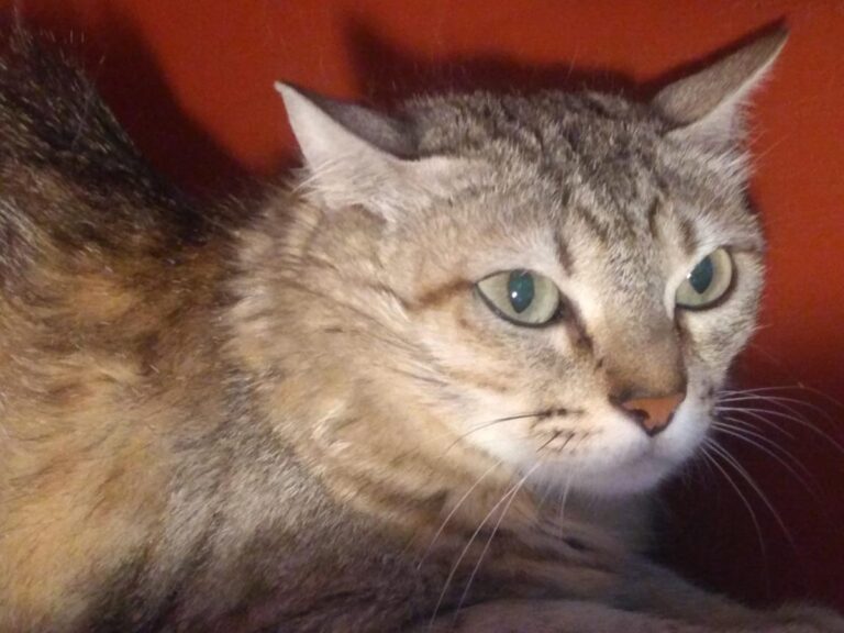 multimedia-foto65328-851-1