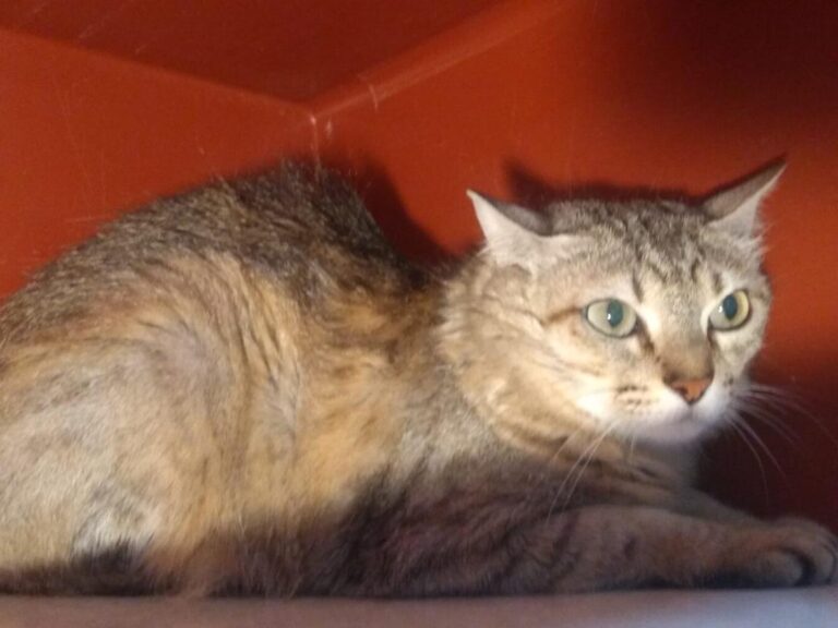 multimedia-foto65330-852-1