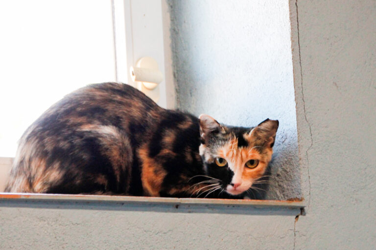 multimedia-foto65414-770-1