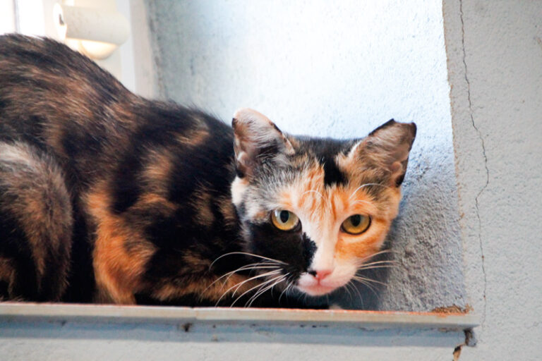 multimedia-foto65415-771-1