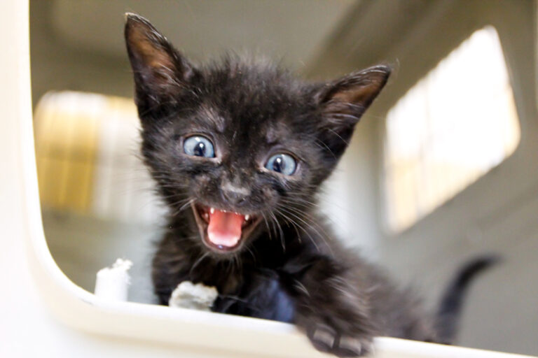 multimedia-foto65416-491-1