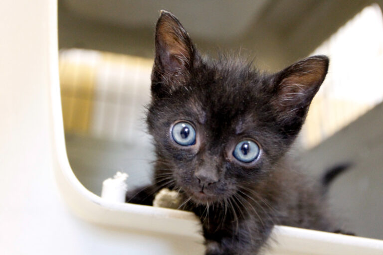 multimedia-foto65417-492-1