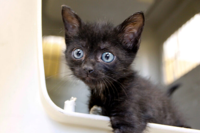 multimedia-foto65418-492-1