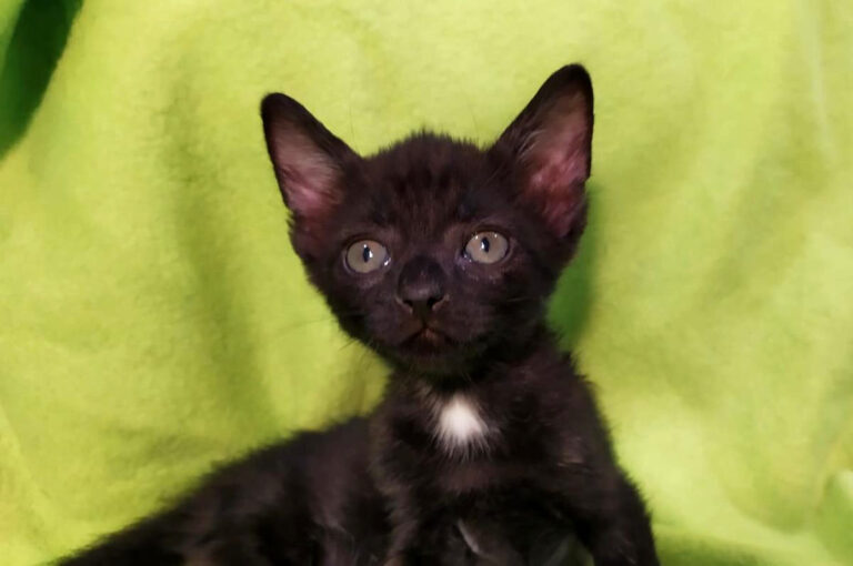 multimedia-foto65440-642-1