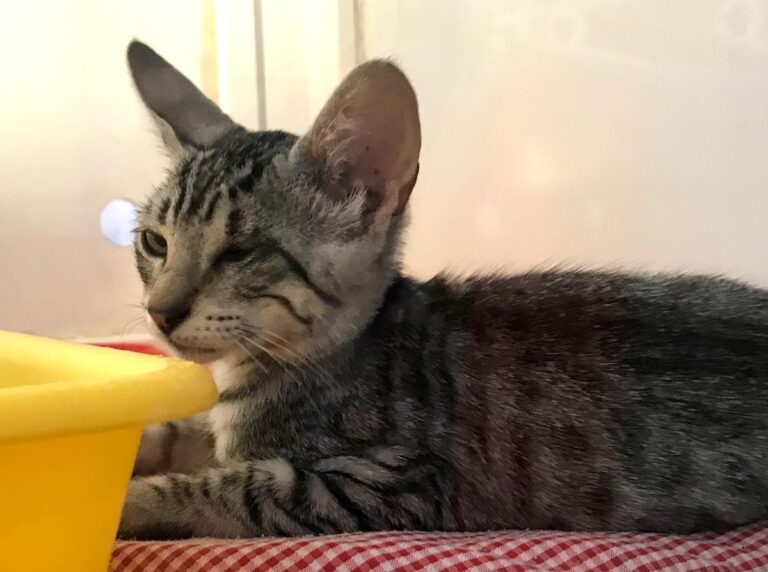 multimedia-foto65491-522-1