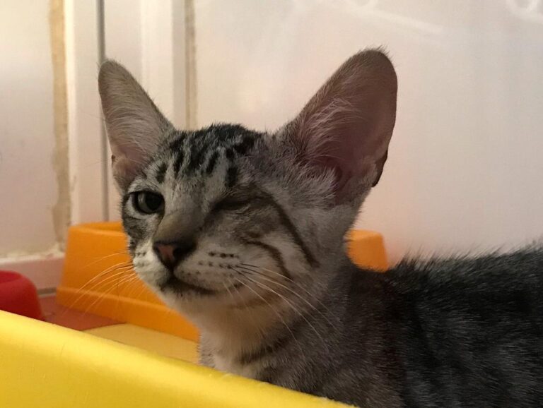 multimedia-foto65492-522-1