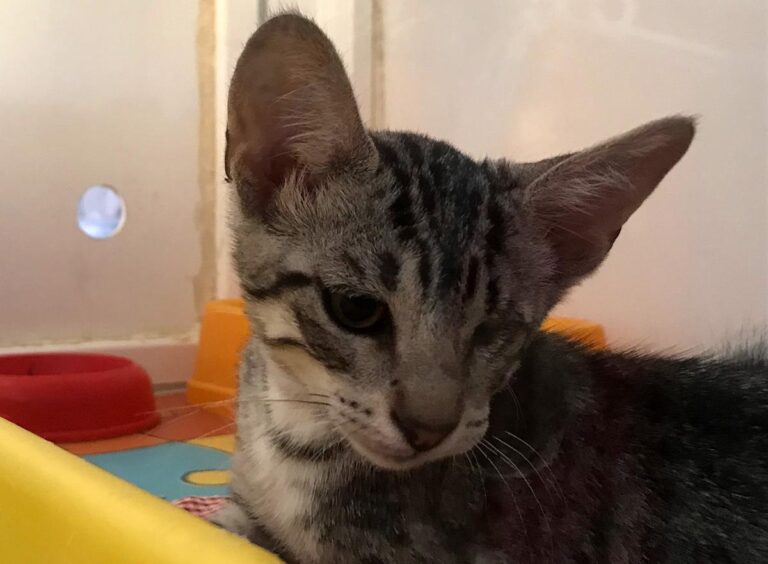 multimedia-foto65493-523-1