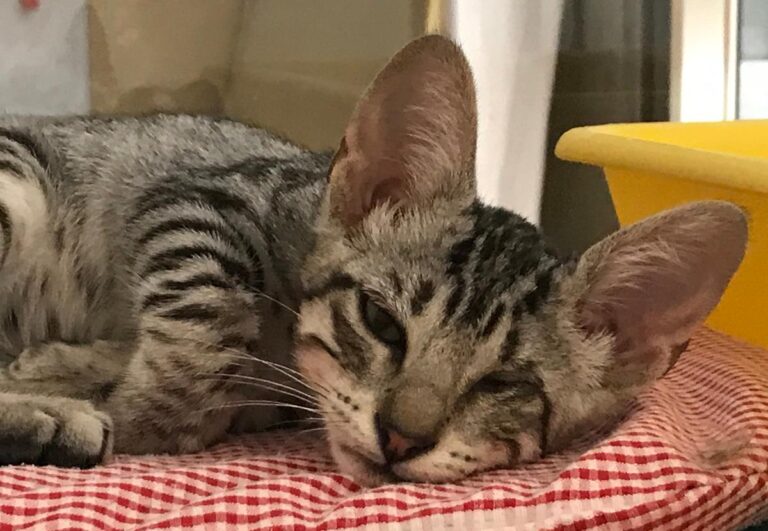 multimedia-foto65495-524-1