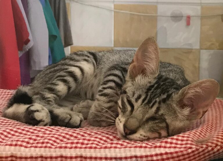 multimedia-foto65496-525-1