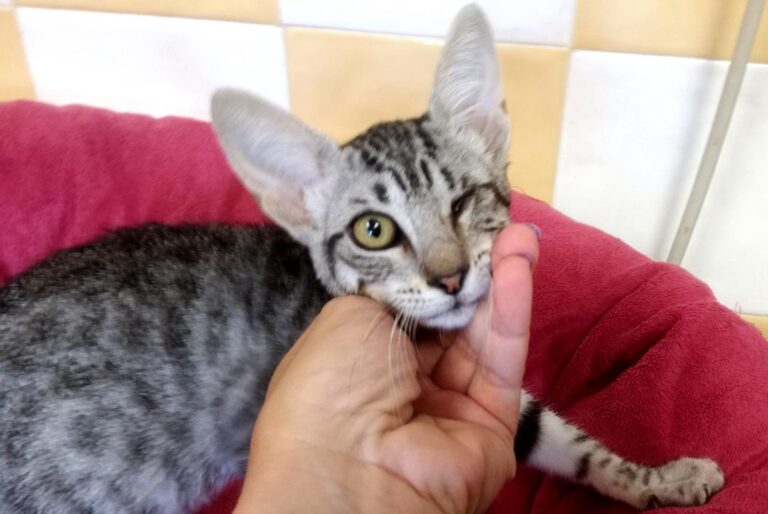 multimedia-foto65497-525-1