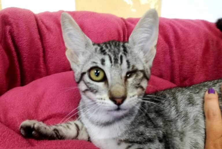 multimedia-foto65498-526-1