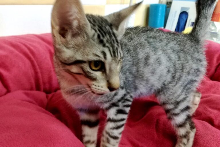 multimedia-foto65499-526-1