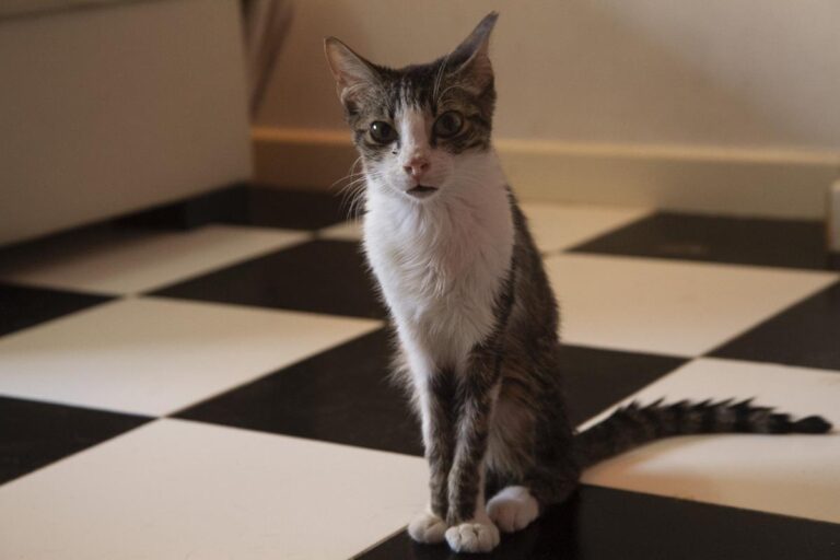 multimedia-foto65521-989-1