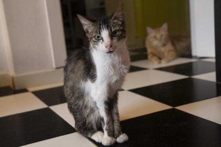 multimedia-foto65522-990-1