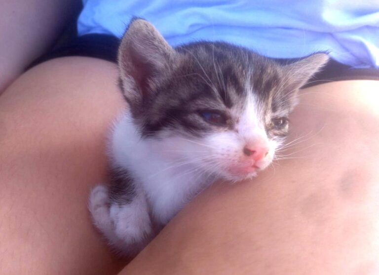 multimedia-foto65531-743-1