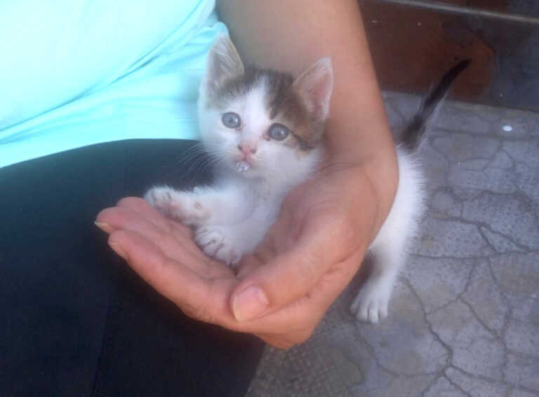 multimedia-foto65532-783-1