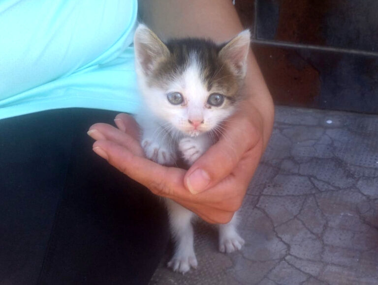 multimedia-foto65533-784-1