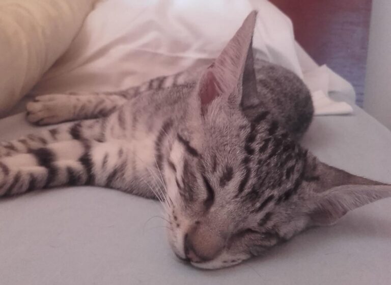 multimedia-foto65535-908-1